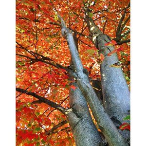 View from the Bottom  11 x 14 print